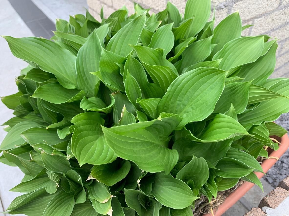 Funkia Hosta Tortilla Chip Pachnące Kwiaty - Ceny i opinie - Ceneo.pl