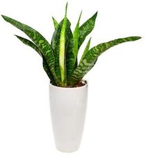 Zdjęcie Sansewiera Dragon Sansevieria Aubrytiana smocza P14 - Tyczyn