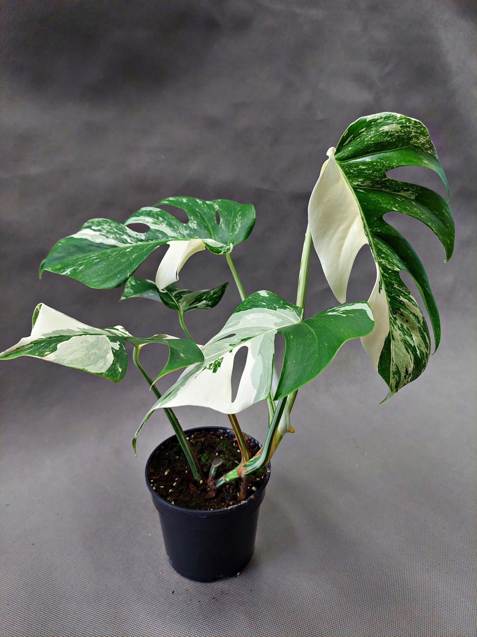 monstera thai constellation steckling Monstera 'Thai Constellation'