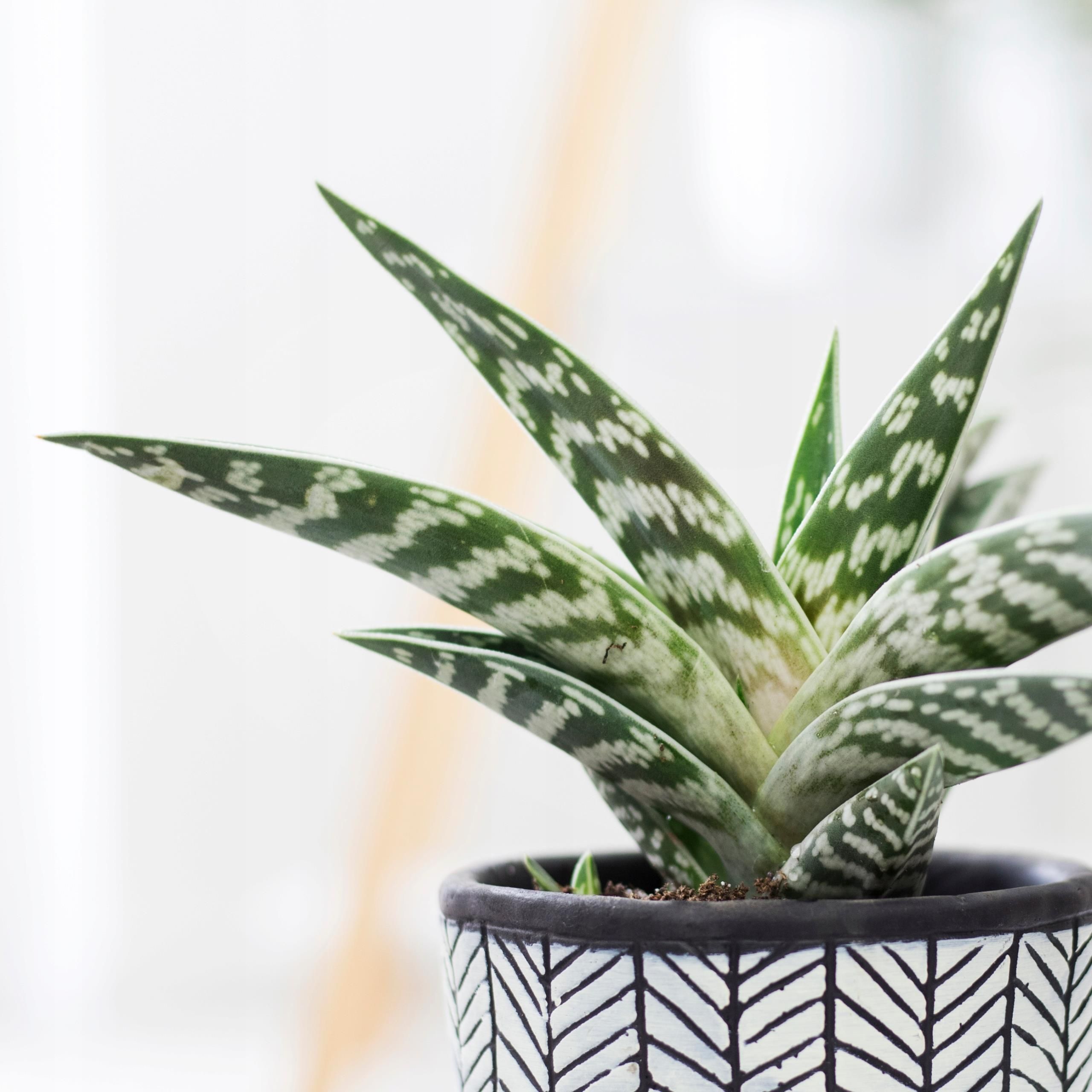 aloe vera anzucht Aloe vera - Aloe vera main image 0