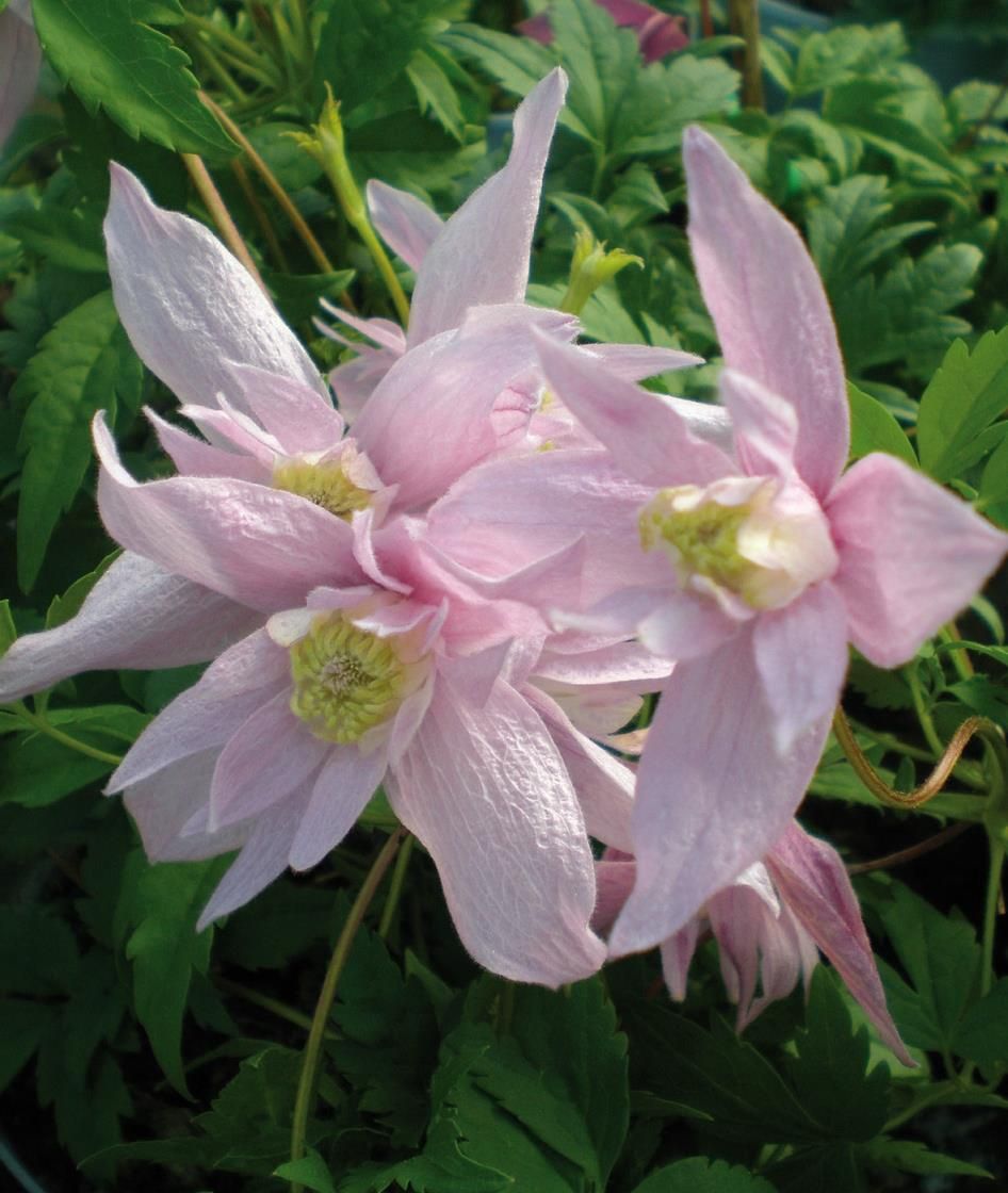 Clematis Markham s Pink powojnik Ceny i opinie Ceneo.pl