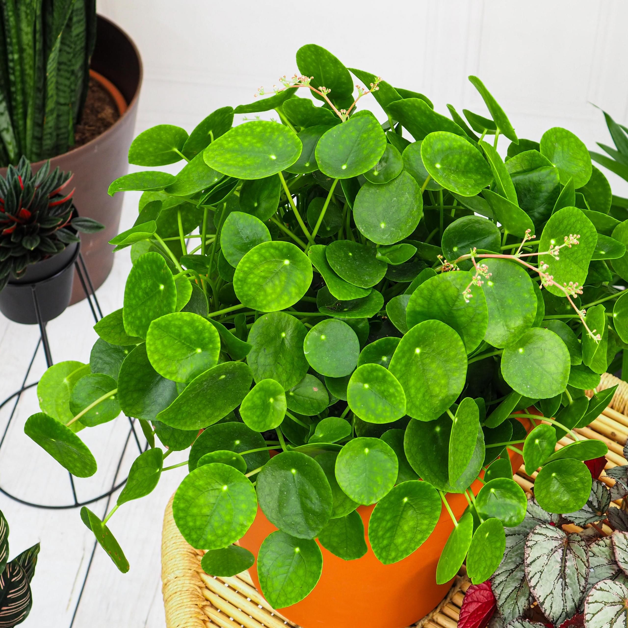 Pillea Pilea peperomioides Pieniążek - Ceny i opinie - Ceneo.pl