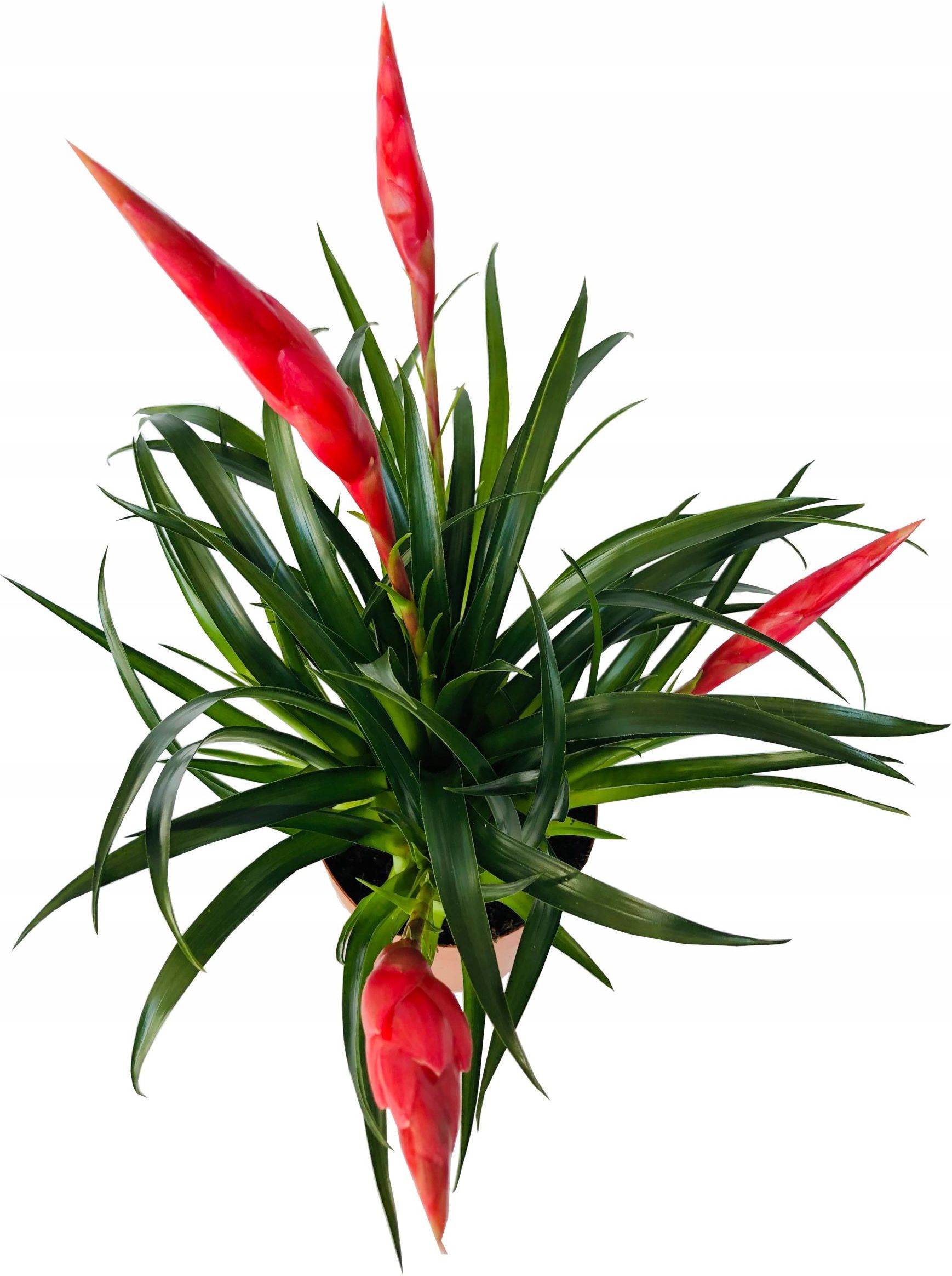 Bromelia Vriesea Red Czerwona - Ceny i opinie - Ceneo.pl