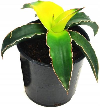 Sansevieria Star Canary - Ceny i opinie - Ceneo.pl