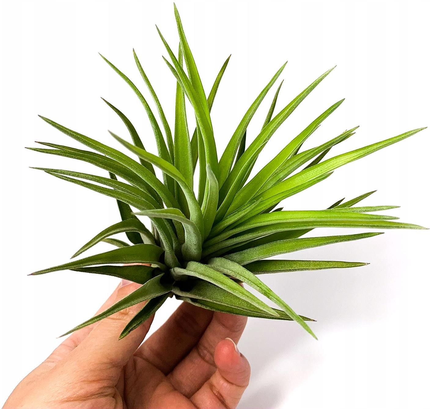 Tillandsia Velutina