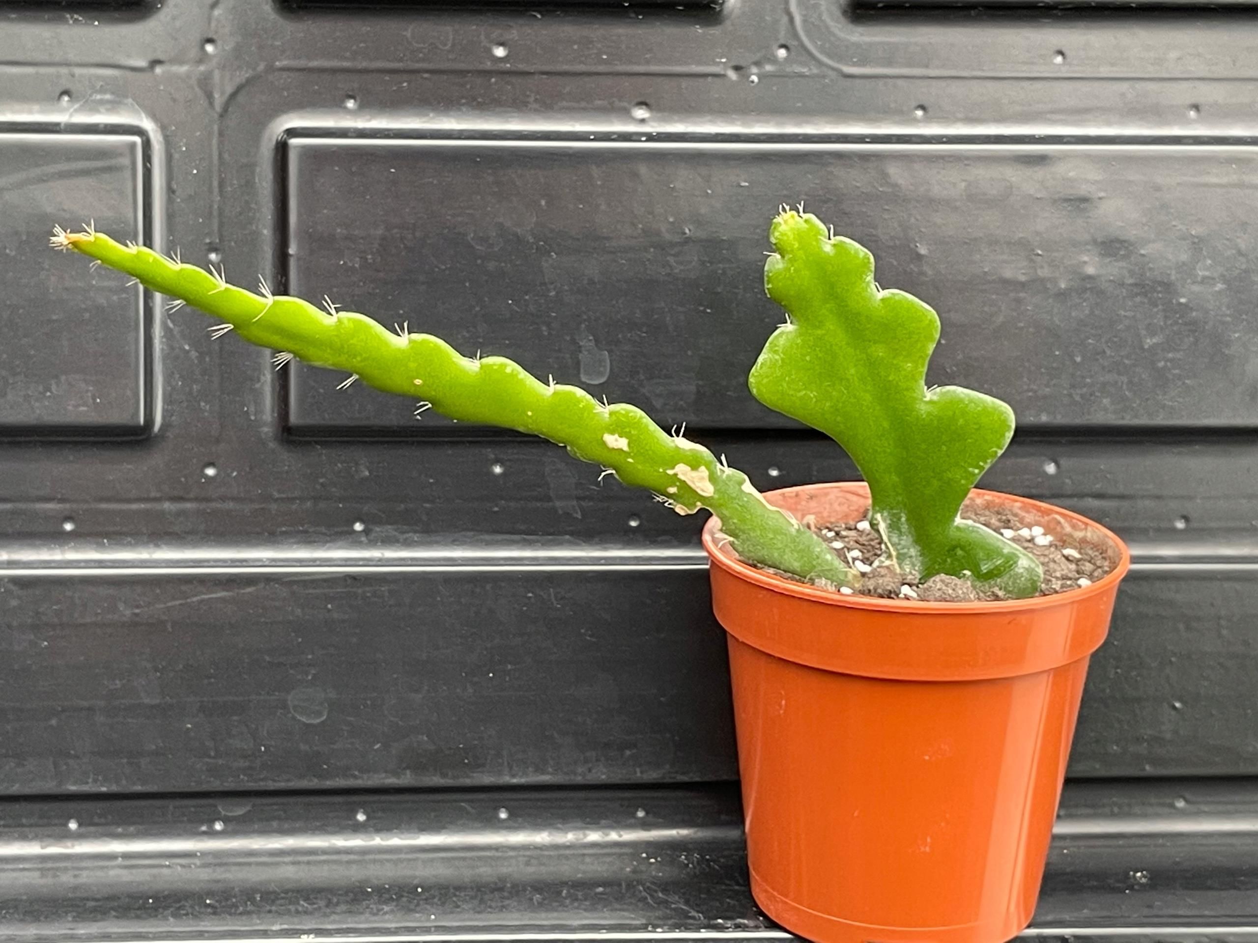 Epiphyllum anguliger - Ceny i opinie - Ceneo.pl