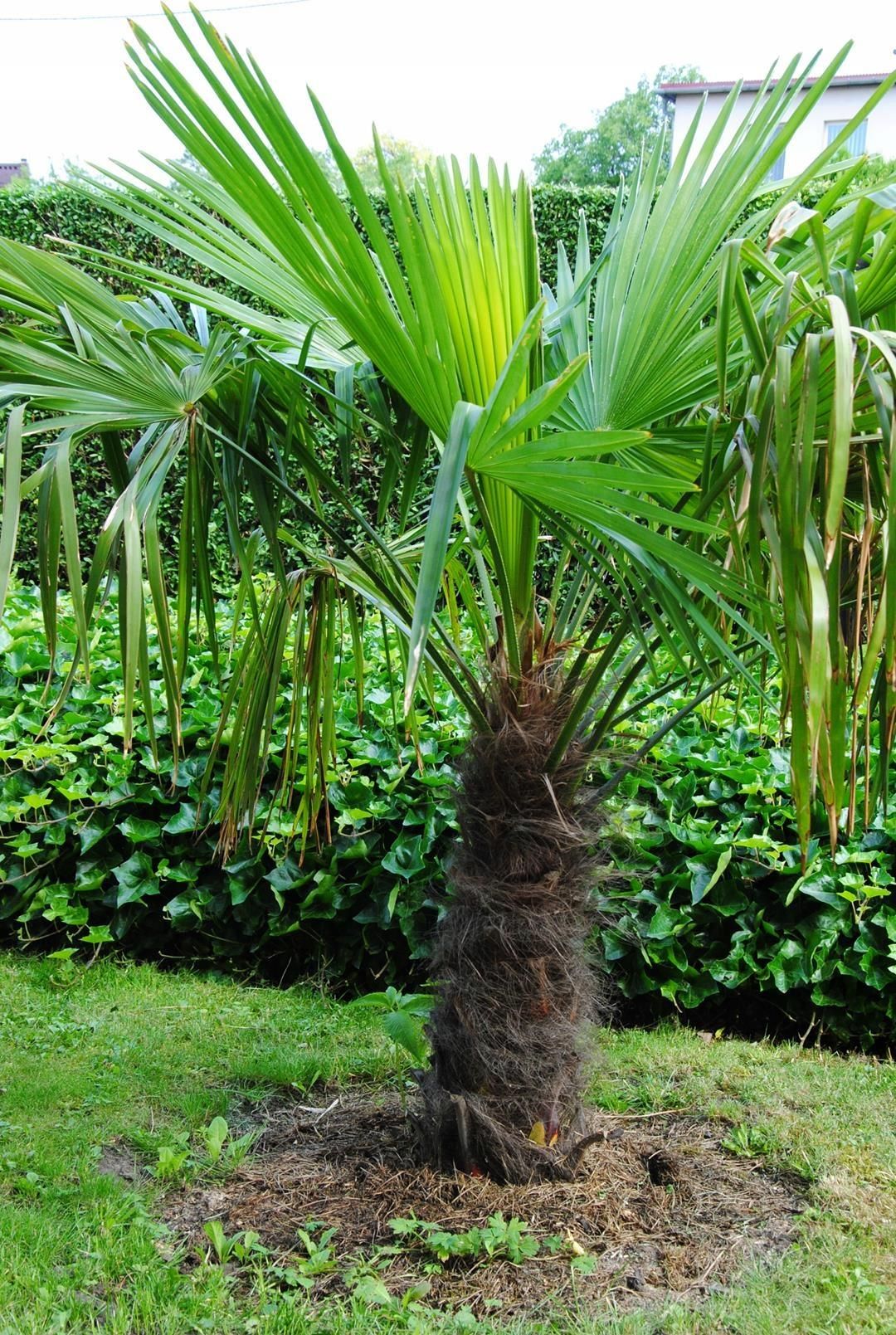 10 Semi Selezionati Di Trachycarpus Fortunei – Palma Cinese Per Bonsai O Giardino
