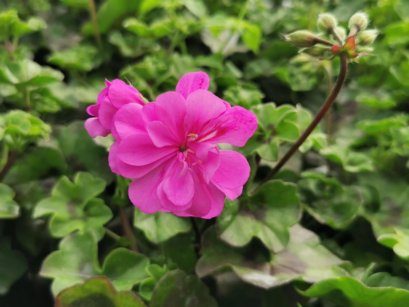pelargonia-zwisaj-ca-jasny-fiolet-ceny-i-opinie-ceneo-pl