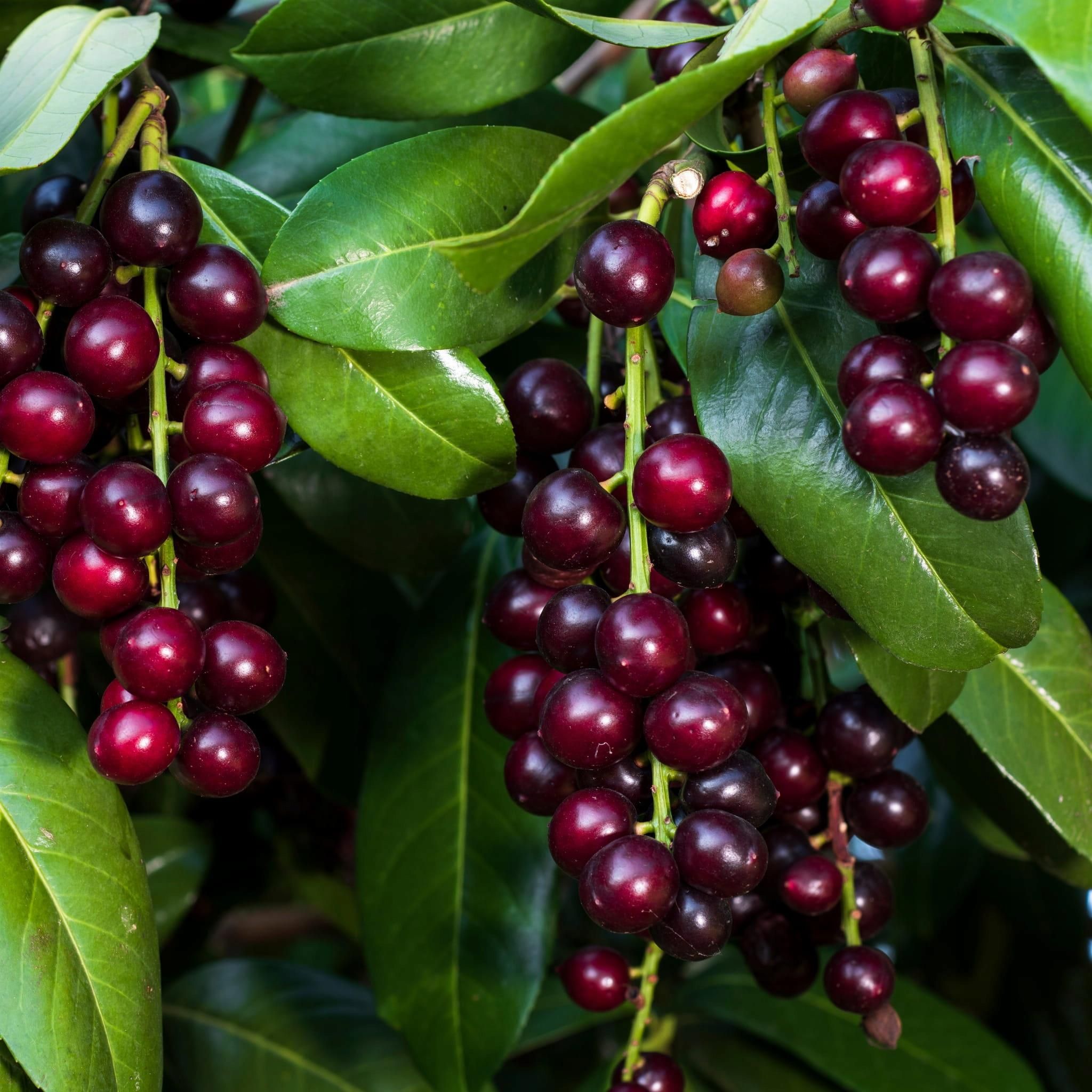 Laurowiśnia Prunus laurocerasus Etna - Ceny i opinie - Ceneo.pl