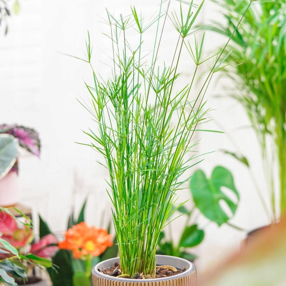 Cyperus alternifolius Cibora Ceny i opinie Ceneo.pl