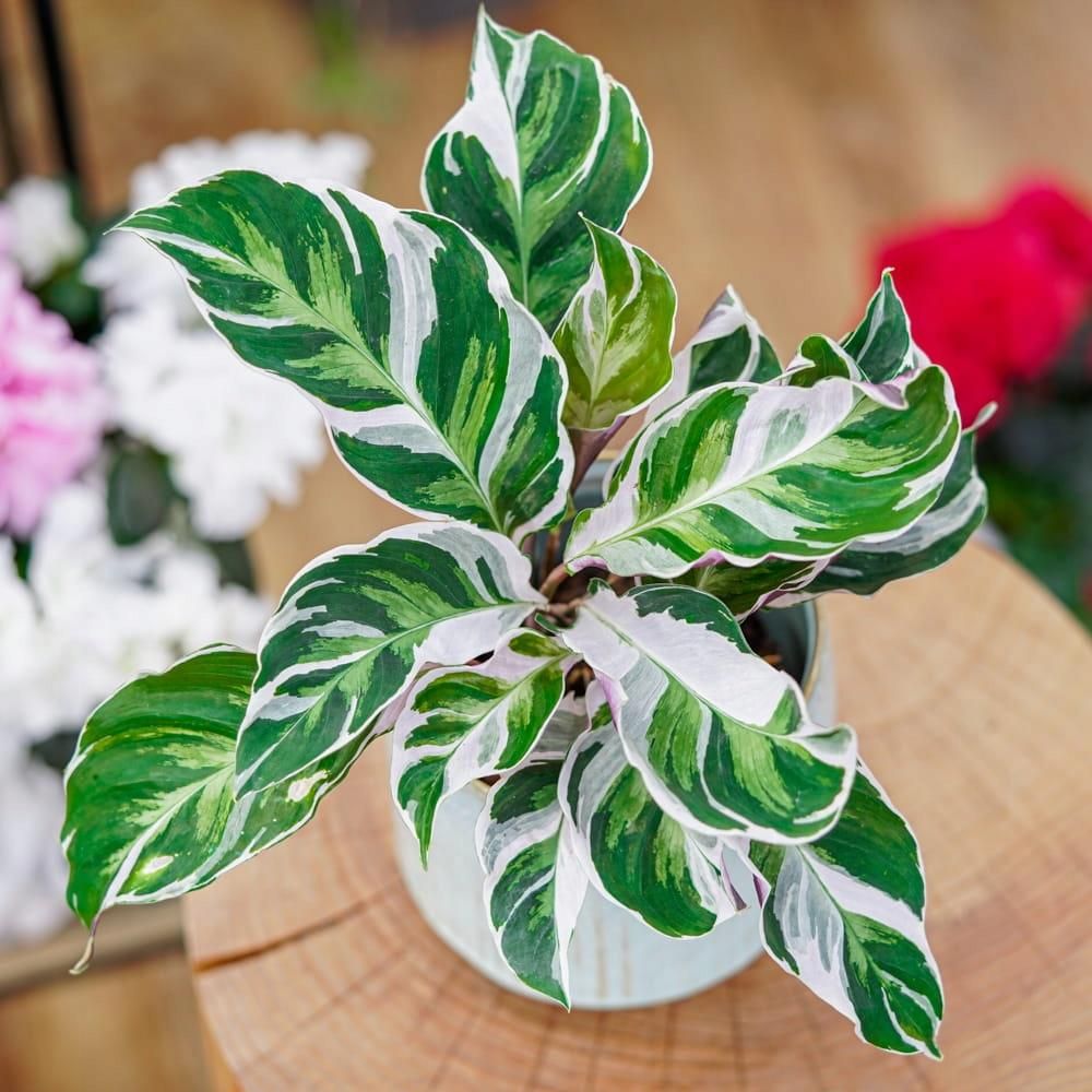 Plant