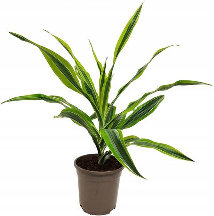 Dracena wonna fragrans Lemon Lime - Ceny i opinie - Ceneo.pl