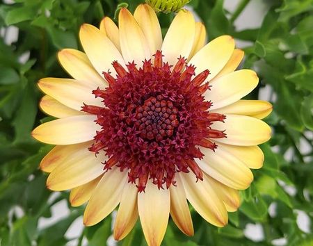 Osteospermum Stokrotka Afrykańska