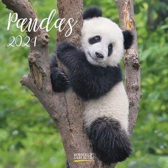 Pandas 2024 Korsch Verlag Literatura Obcoj Zyczna Ceny I Opinie   I Pandas 2024 Korsch Verlag 