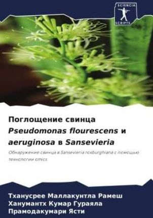 Pogloschenie swinca Pseudomonas flourescens i aeruginosa w Sansevieria