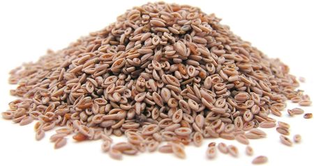 Aromatika Babka Jajowata nasiona ziarno 1 kg