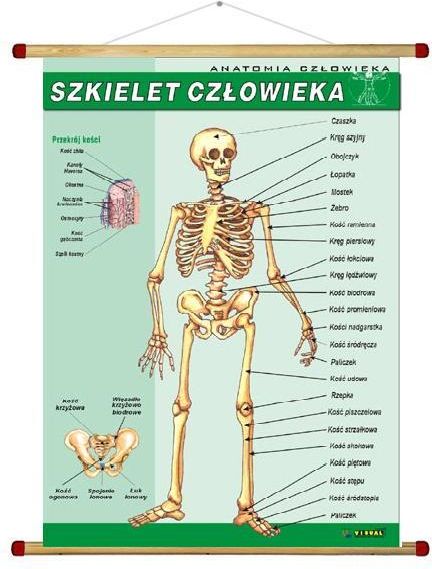 Pomoc Dydaktyczna Szkielet Człowieka - Ceny I Opinie - Ceneo.pl