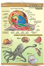 mi-czaki-budowa-anatomiczna-zoologia-plansza-plakat-ceny-i-opinie