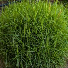 Zdjęcie Turzyca Palmowa Little Midge Carex Muskingumensi - Dęblin