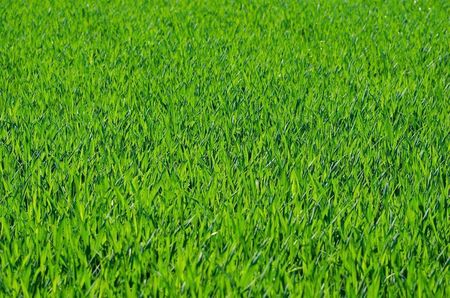 Planta Nasiona Trawy Taka Trawa 2Kg - zdjęcie 2
