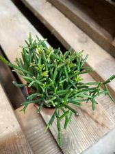 Rhipsalis Cassutha Patyczak - zdjęcie 1