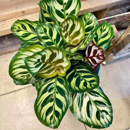 Kalatea Makoya Calathea Makoyana - Ceny i opinie - Ceneo.pl