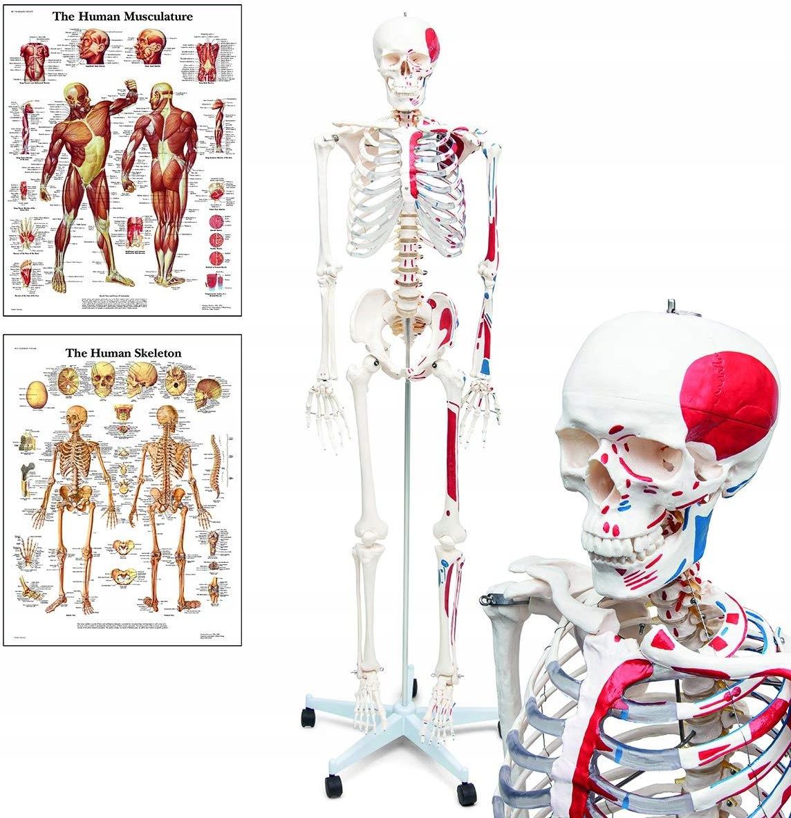 Drobne Akcesoria Medyczne 3B Scientific Szkielet Model Anatomiczny ...