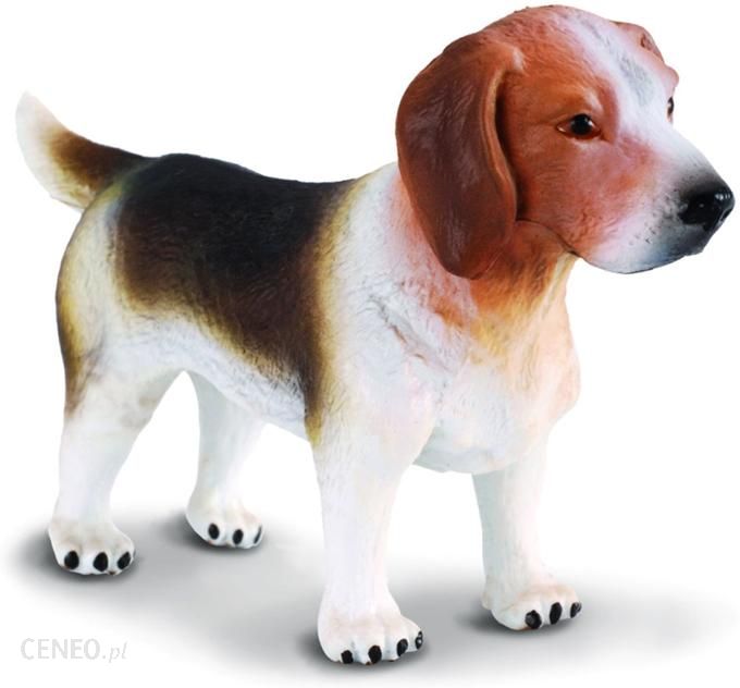 Collecta Zwierzęta domowe Pies Rasy Beagle (88177) - Ceny ...