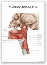 Zdjęcie Plakat anatomiczny – Mięśnie gardła i języka - Marta Pawelec - Skawina