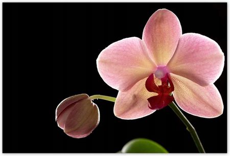 ZeSmakiem 104x70 Storczyk Phalaenopsis