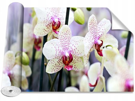 Coloray Orchidea Kwiaty 416x254