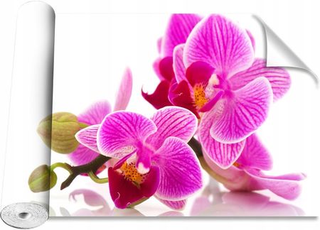 Coloray Kwiaty Orchidei 416x254