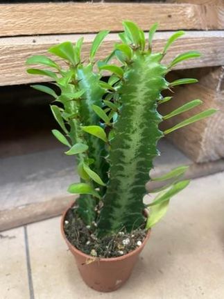 Euphorbia Trigona Trójżebrowy Wilczomlecz Zielony