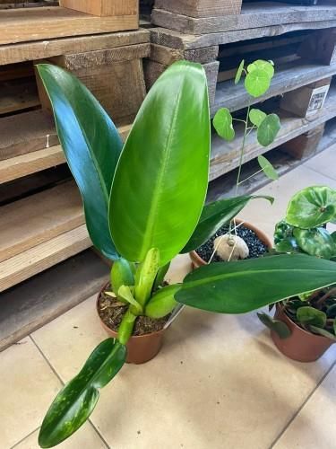 Philodendron Fat Boy Filodendron - Ceny i opinie - Ceneo.pl