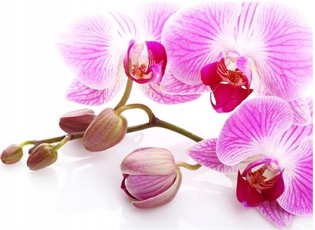 Printedwall 3D Orchidea Kwiat 254x184 F00268