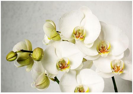 Printedwall 3D Orchidea Kwiaty 152x104 F00351