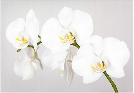 Printedwall 3D Orchidea Kwiat 312x219 F00841