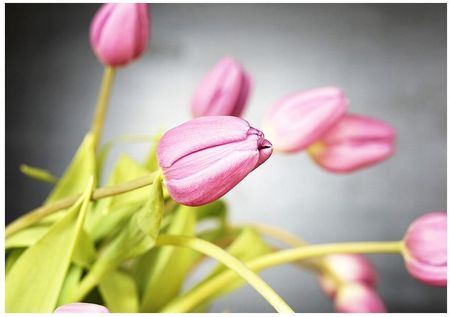 Printedwall 3D Tulipany Kwiat Kwiaty 254x184 F00913