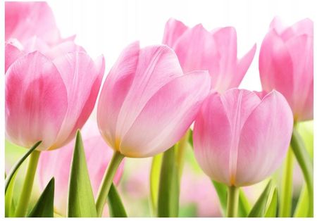 Printedwall 3D Tulipany Kwiat Kwiaty 208x146 F00481