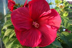 Jakub Zapart Hibiskus Bylinowy Jean Red Czerwone Duże Kwiaty - zdjęcie 1