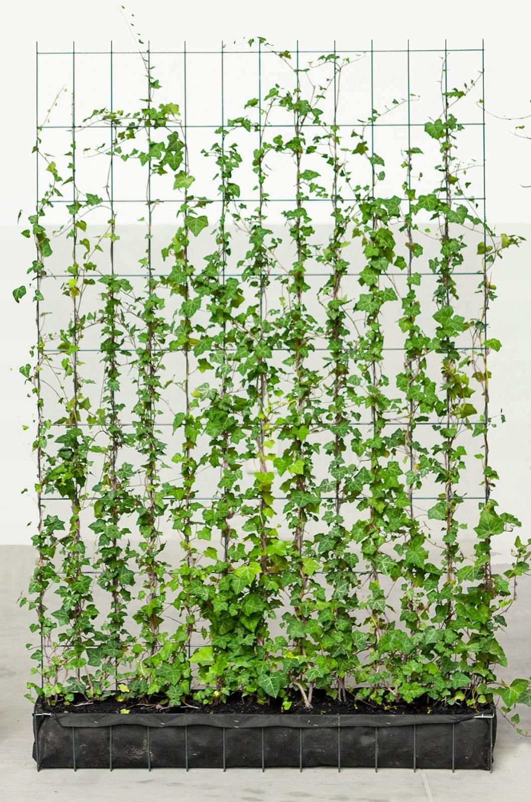 Żywy Panel Z Bluszczu Ceny i opinie Ceneo.pl