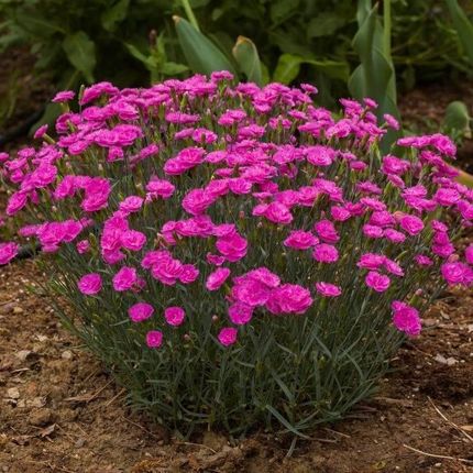 Piękne Ogrody Monika Adamowicz Goździk Pretty Becky Mocno Różowe