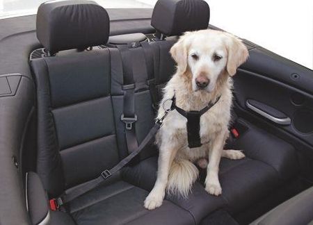 Kerbl Pas bezpieczeństwa dla psa regulowany 80-110cm