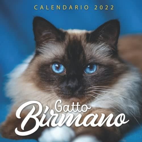 Calendario 2026 Da Parete Con Gatto Nero - Formato A4, Mensile, Con Festività E Spazio Per Appunti