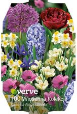 Zdjęcie Verve Cebule Mix Wiosenny Surprise 100Szt. Purpurowy - Łowicz