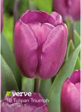 Zdjęcie Verve Cebule Tulipan Purple Flag 10Szt. Purpurowy - Trzcińsko-Zdrój