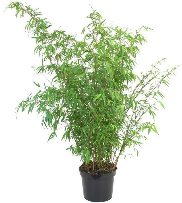 Goodhome Bambus 5l - Ceny i opinie - Ceneo.pl