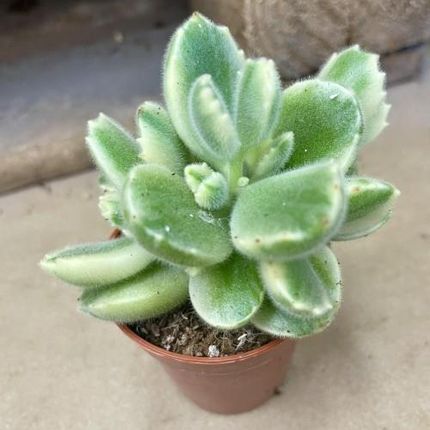 zimmerpflanzen hellgrne bltter Ficus Elastica Cloe Gummibaum 65cm  Zimmerpflanze im weien bertopf