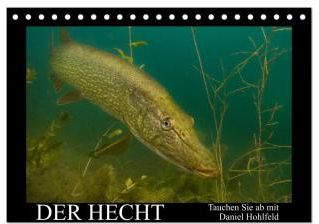 Der Hecht - Tauchen Sie ab mit Daniel Hohlfeld (Tischkalender 2024 DIN ...