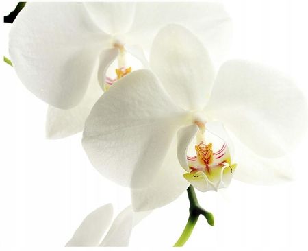 Printedwall 3D Orchidea Kwiaty 152x104 F00903